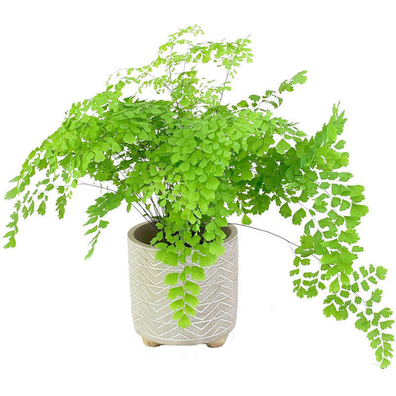 花与花器 飞雪铁线蕨 扇叶柔情迷雾铁线蕨类植物耐阴耐寒绿植盆栽