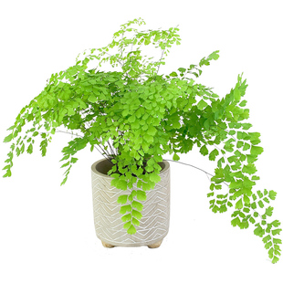 花与花器 飞雪铁线蕨 扇叶柔情迷雾铁线蕨类植物耐阴耐寒绿植盆栽