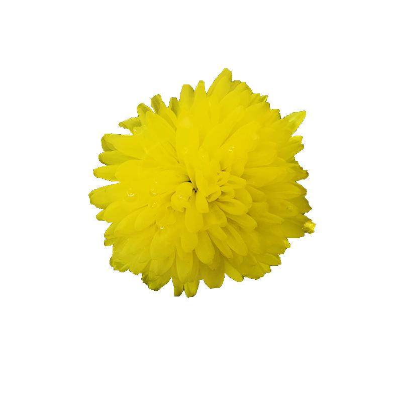婺源晓起皇菊篁岭徽州绣球大朵金丝黄菊花盒装江西特产菊花茶冲泡