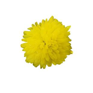 婺源晓起皇菊篁岭徽州绣球大朵金丝黄菊花盒装江西特产菊花茶冲泡