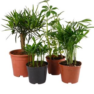 黄缘龟造景植物乌龟缸布景绿植半水龟安缘专用饲养箱装饰摆件套餐