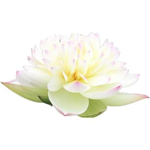 【云雾仙子】种藕中型盆栽荷花复色阳台水生花卉多年生明月荷苑