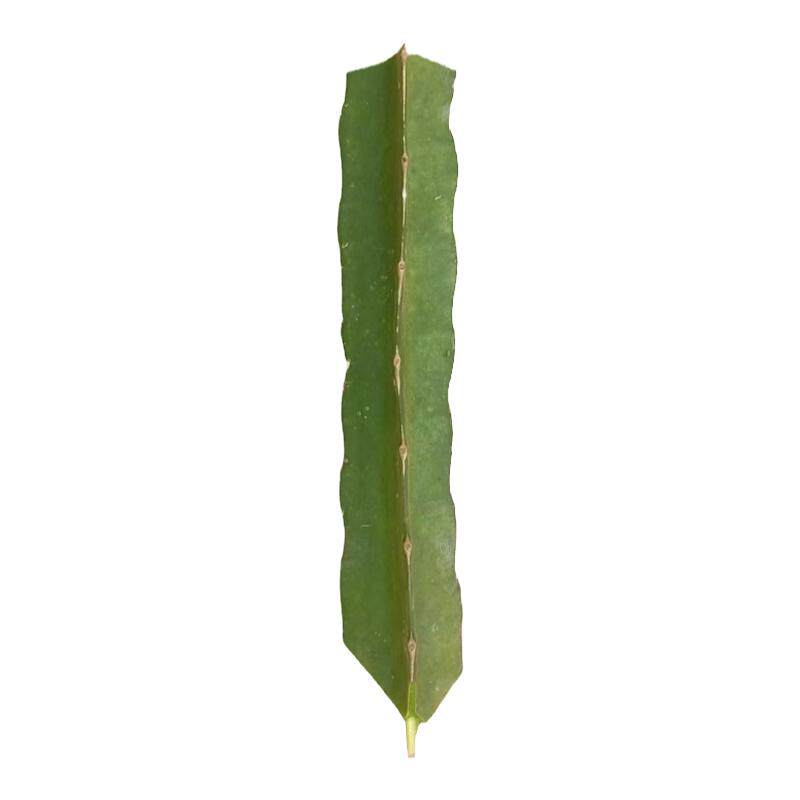 三角柱嫁接蟹爪兰专用仙人掌砧木