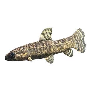 奥里诺科黑牙鱼  七彩牙鱼 南美奥黑牙鱼 枯木牙鱼肉食性猛鱼