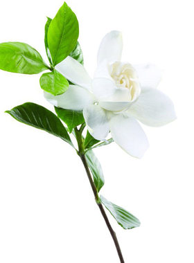 栀子花树苗四季小叶室外绿植阳台