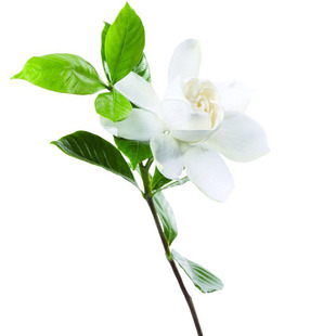 栀子花树苗盆栽绿植室内外阳台大叶桅子花苗庭院枝枝花苗小叶桅子