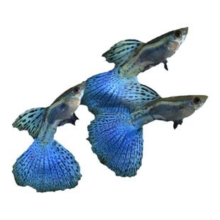 蓝草白子孔雀鱼精品台湾燕尾兰草尾大C缎带活体观赏鱼热带鱼凤尾