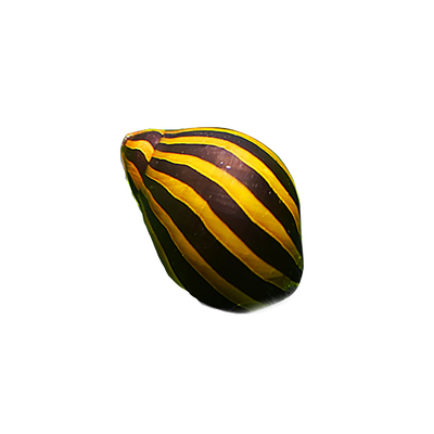 斑马螺观赏螺宠物螺鱼缸观赏螺