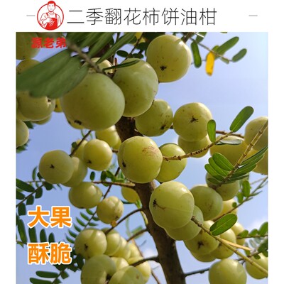 金灶柿饼油甘新鲜油甘现摘榨汁煲汤一斤装