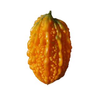 小濑瓜种子盆栽赖癞葡萄金铃子小癞瓜籽苦瓜蔬菜种孑秋冬春季四季