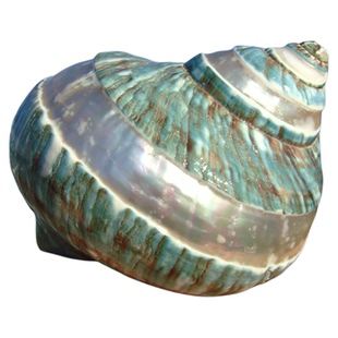 海螺贝壳海星条纹绿螺寄居蟹换壳鱼缸造景居家摆件把玩生日礼物