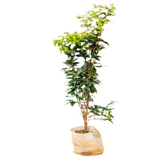 嘉宝果树大树树葡萄苗果树特大加宝果树名贵四季南方种植庭院盆栽