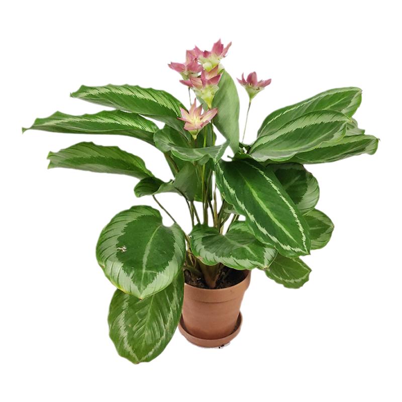 青莲竹芋北欧风ins网红观花植物