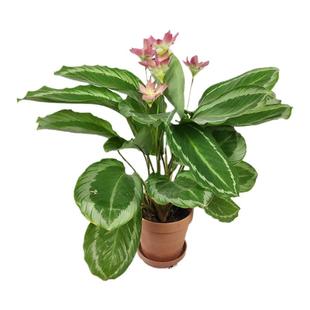 青莲竹芋碧卡秋竹芋北欧风绿植ins网红盆栽室内观叶观花植物