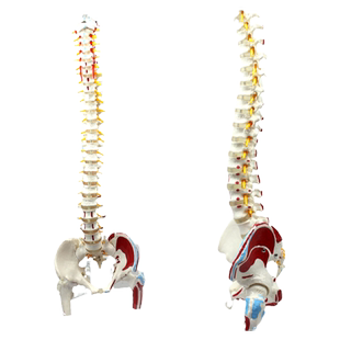 ENOVO颐诺人体脊柱模型脊椎骨盆股骨肌肉起止点脊神经骨骼模型肌肉腰椎骨盆脊柱整骨正骨调理培训教学习教具