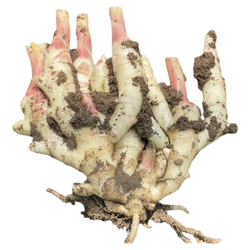 山东红芽嫩姜新鲜现挖仔姜嫩姜芽红皮小黄姜非云南腌制泡菜专用姜