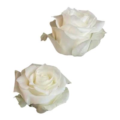 A级骄傲玫瑰白色玫瑰基地直发