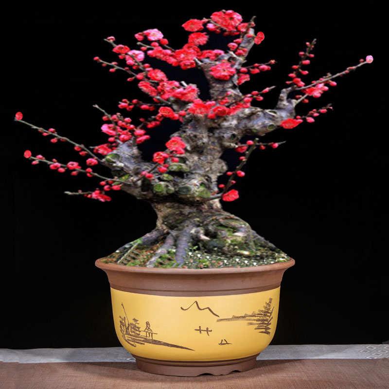 宜兴紫砂花盆陶瓷圆形盆景盆室外花卉黄杨梅花老桩澳松专用特大号