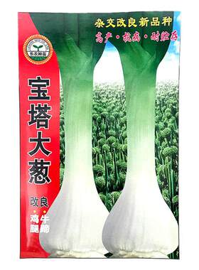 宝塔春季葱种子洁白长白鸡腿大葱