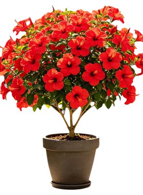 红色朱槿花苗扶桑花盆栽四季开花