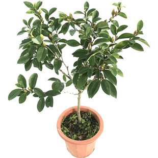 新品含笑花苗盆栽浓香型四季花卉植物庭院阳台当年开花四季青耐寒