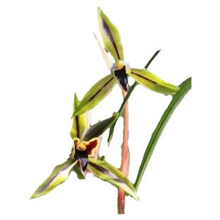 春兰包公魂经典黑素带花苞浓香型基地直销室内兰花盆栽绿植花卉