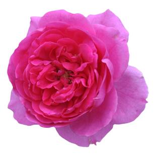 大花藤本月季大游行月季适合庭院阳台品种多季淡香蔷薇花卉小苗