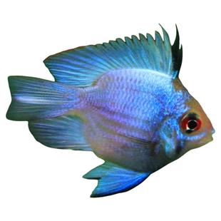金波子宝蓝球短鲷荷兰凤凰球鱼阿凡达小型热带观赏鱼皮卡丘蓝波子