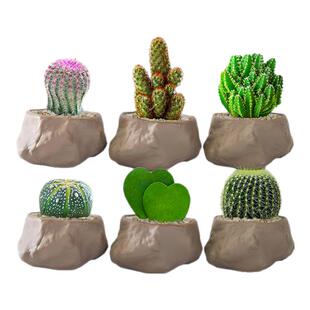 红太阳仙人球室小盆栽精品大全实生红色新品多肉植物星兜稀有品种