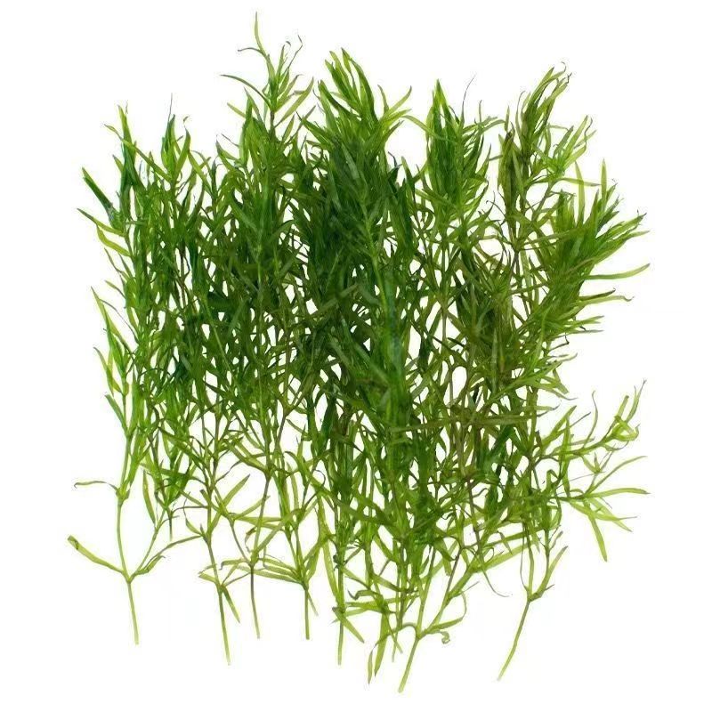 蜈蚣草金鱼藻印度竹节草养不死孔雀鱼虾增氧净化水质鱼缸懒人易养