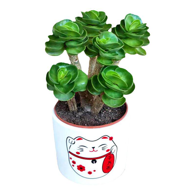 金钱多肉植物发财树桌面好养