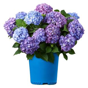 有寻植物绣球花苗大花无尽夏绣球花盆栽小苗花手鞠万华镜阳台庭院