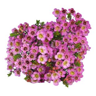 云南鲜花澳洲进口腊梅红色年宵花基地直发腊梅鲜切花室内插瓶水养