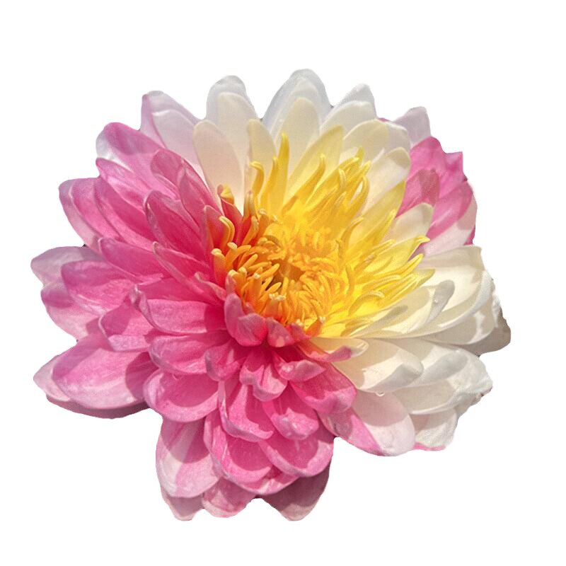 家养名贵睡莲带花苞发货四季耐寒睡莲种籽子根花苗大睡莲水培植物