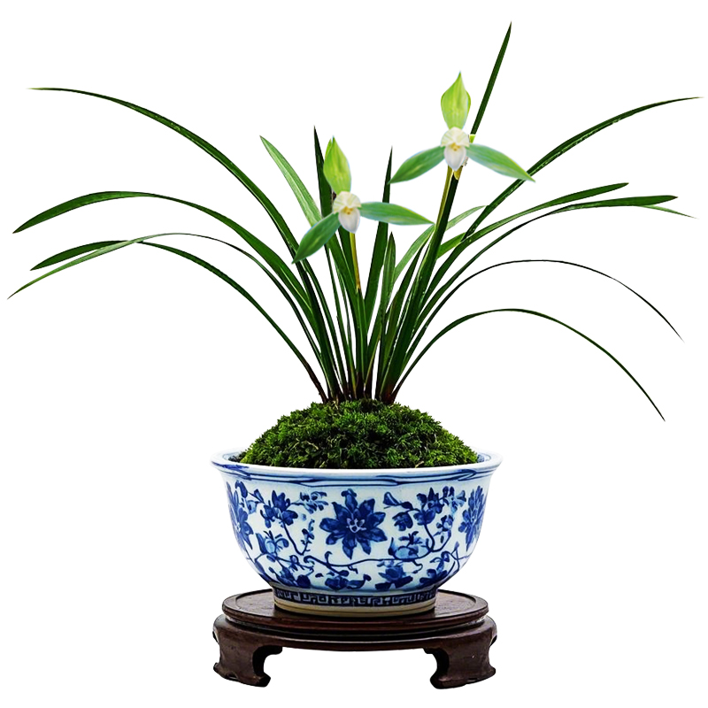 【慈恩素】兰花细叶春兰名贵浓香型小叶兰草花兰花苗大众国兰素花