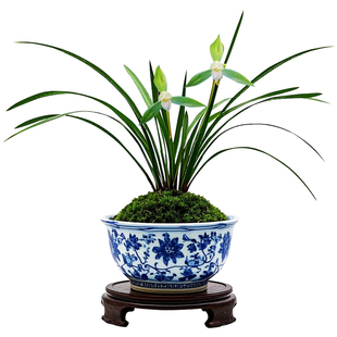 【慈恩素】兰花细叶春兰名贵浓香型小叶兰草花兰花苗大众国兰素花