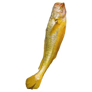 新鲜福建大黄鱼礼盒海鲜黄花鱼野化鲜活水产节假日过节海鲜大礼包