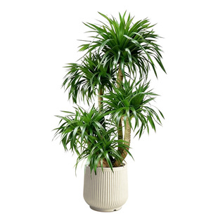 送货上门 龙血树客厅高级感绿植室内大型轻奢盆栽好养植物龙须树