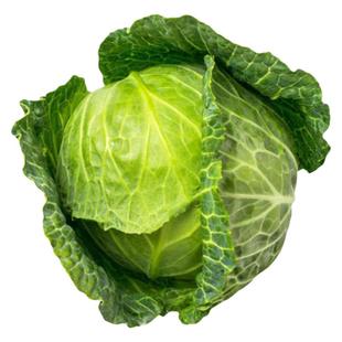 绿甘蓝苗秧苗圆白菜苗球心大头菜苗包菜种籽子耐热耐寒春秋季菜苗