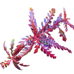 uk羽裂水蓑衣雨裂ADA稀有红色水草宫廷草缸造景水下叶淡水缸造景