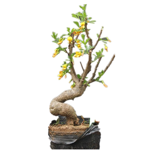 金雀梅树苗盆栽锦鸡儿金丝雀黄金雀花苗盆栽花卉金雀花苗当年开花