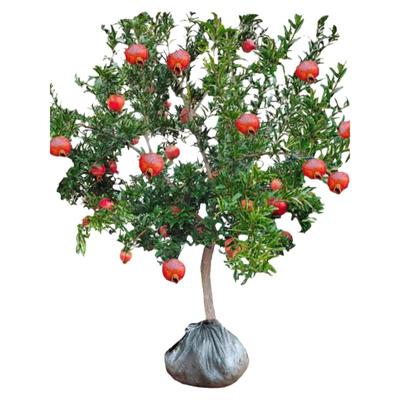 石榴树盆栽地栽带土球突尼斯特大