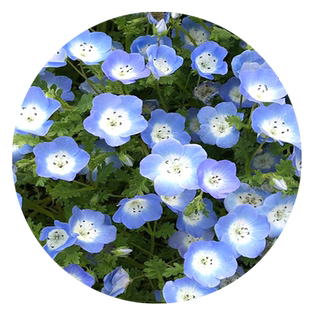 喜林草花种四季种植开花盆栽花苗多年生庭院阳台易活花卉银叶种子