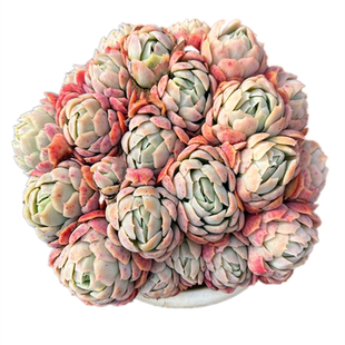 奶油贝瑞 包子状态群生露养多肉植物大株好养 懒人盆栽书房阳台