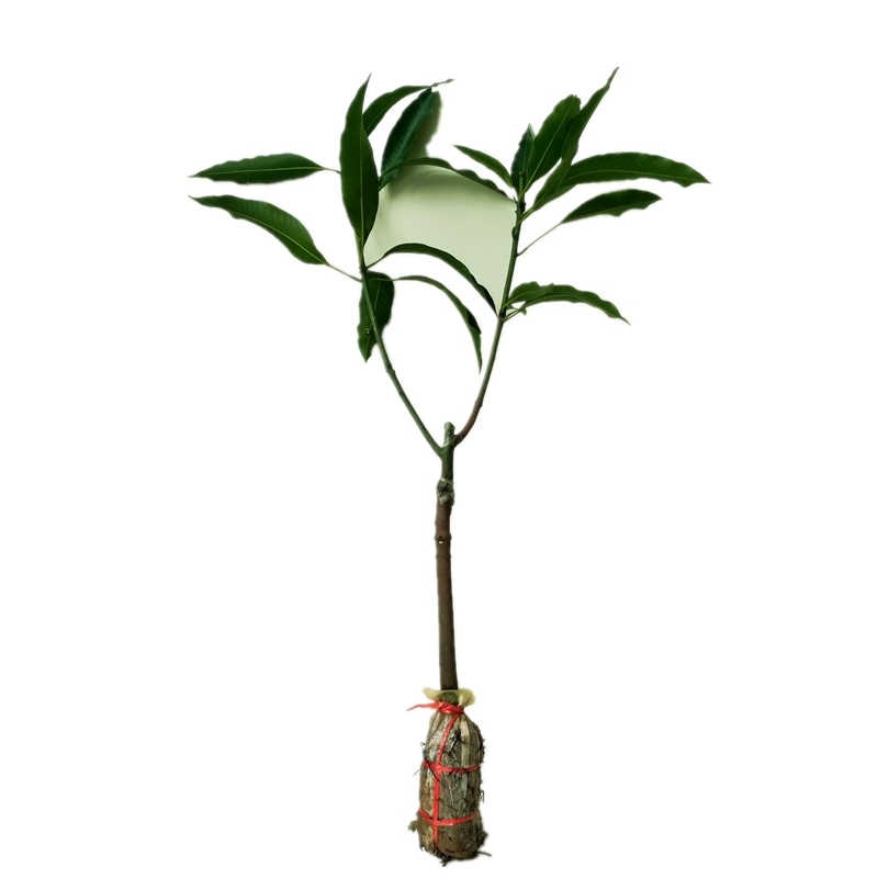纯甜少纤维大果金煌芒桂七芒树苗