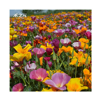 花菱草种子春秋多年生耐寒