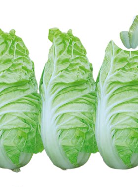 娃娃菜种子快菜白菜种子