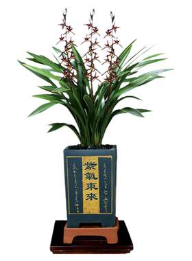 大花蕙兰矮种红酒之恋好养桌面款