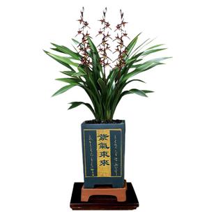 翁源兰花苗大花蕙兰矮种红酒之恋粉红樱花台北小姐带花浓香好养卉