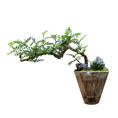 桌面小绿植盆栽四季常青